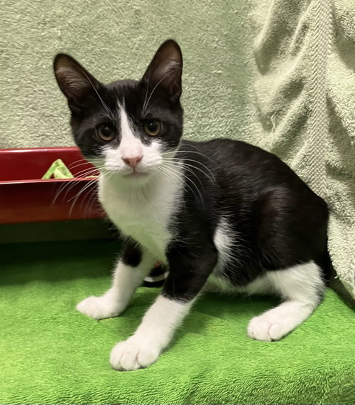 FINNICK - Domestic Short Hair available for adoption
