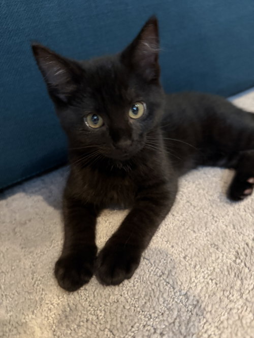 JULES (BONDED WITH VINCENT) - Domestic Short Hair available for adoption