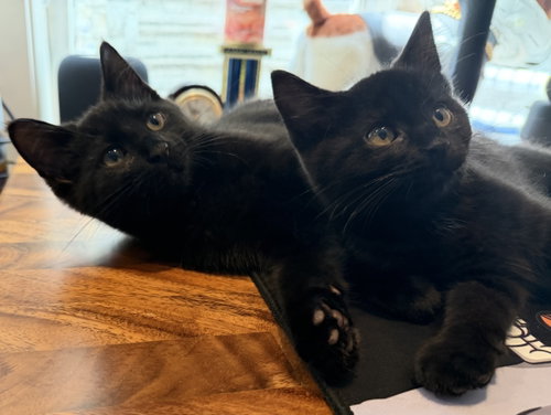 JULES (BONDED WITH VINCENT) - Domestic Short Hair available for adoption