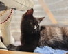 Jules (bonded with Vincent) - Photo 3