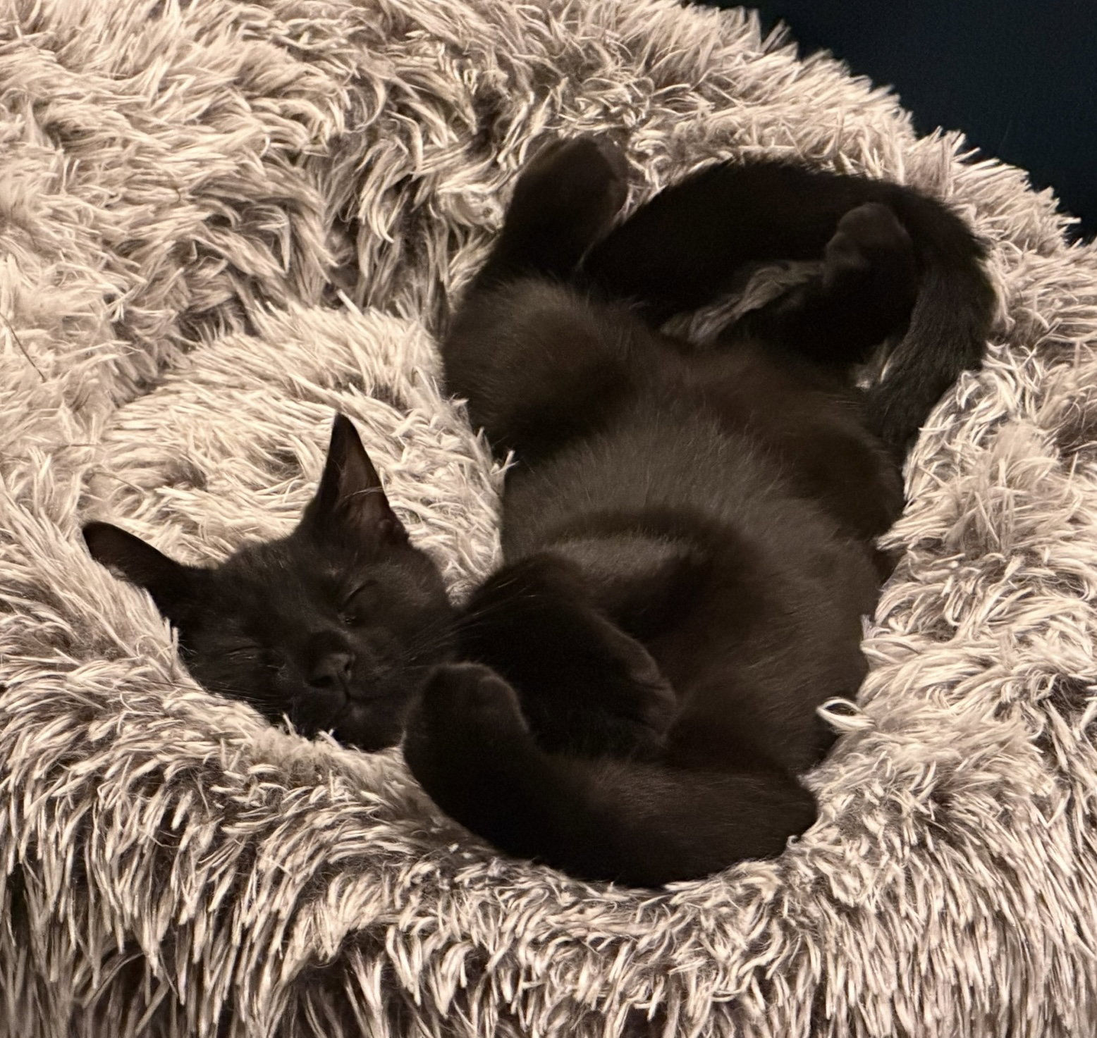 Vincent (bonded with Jules) Image
