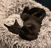 Vincent (bonded with Jules) - Photo 1