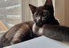 Vincent (bonded with Jules) - Photo 2