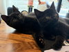 Vincent (bonded with Jules) - Photo 3