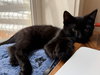 Vincent (bonded with Jules) - Photo 4