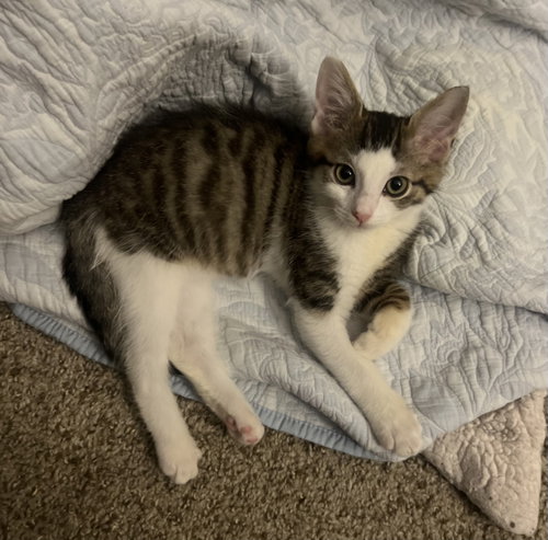 Morty