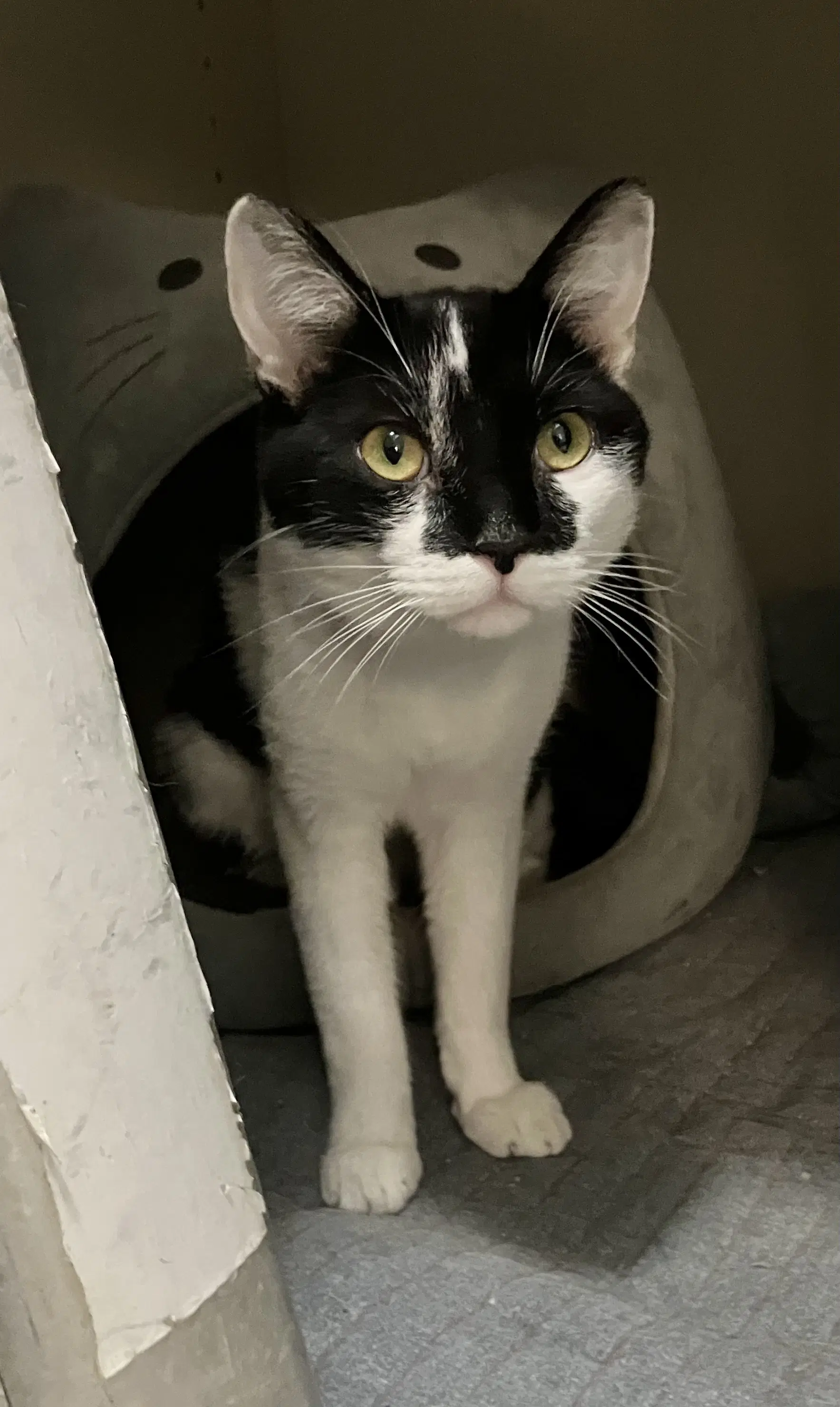 Tux image 1
