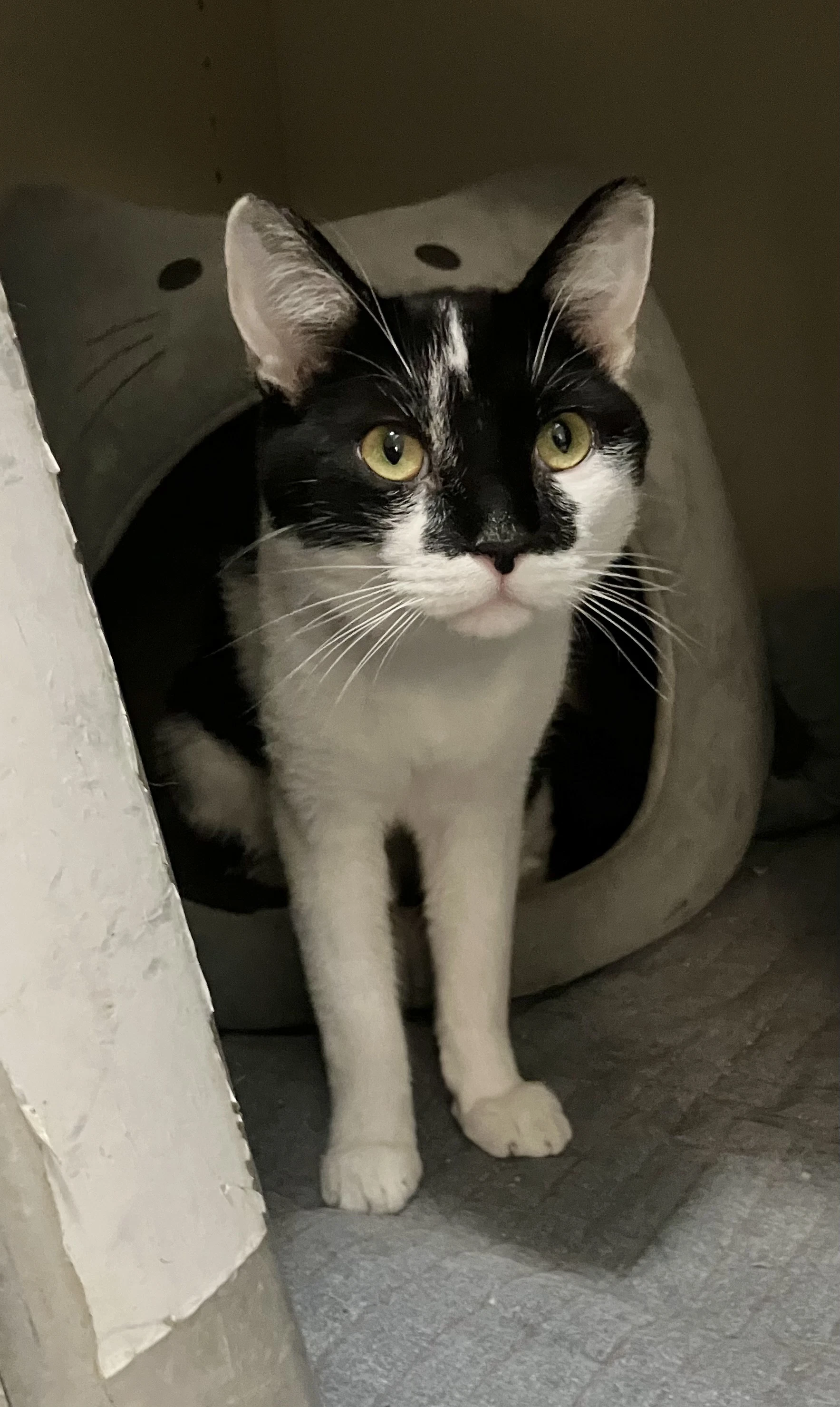 Tux