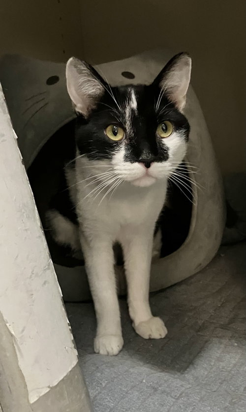 Tux