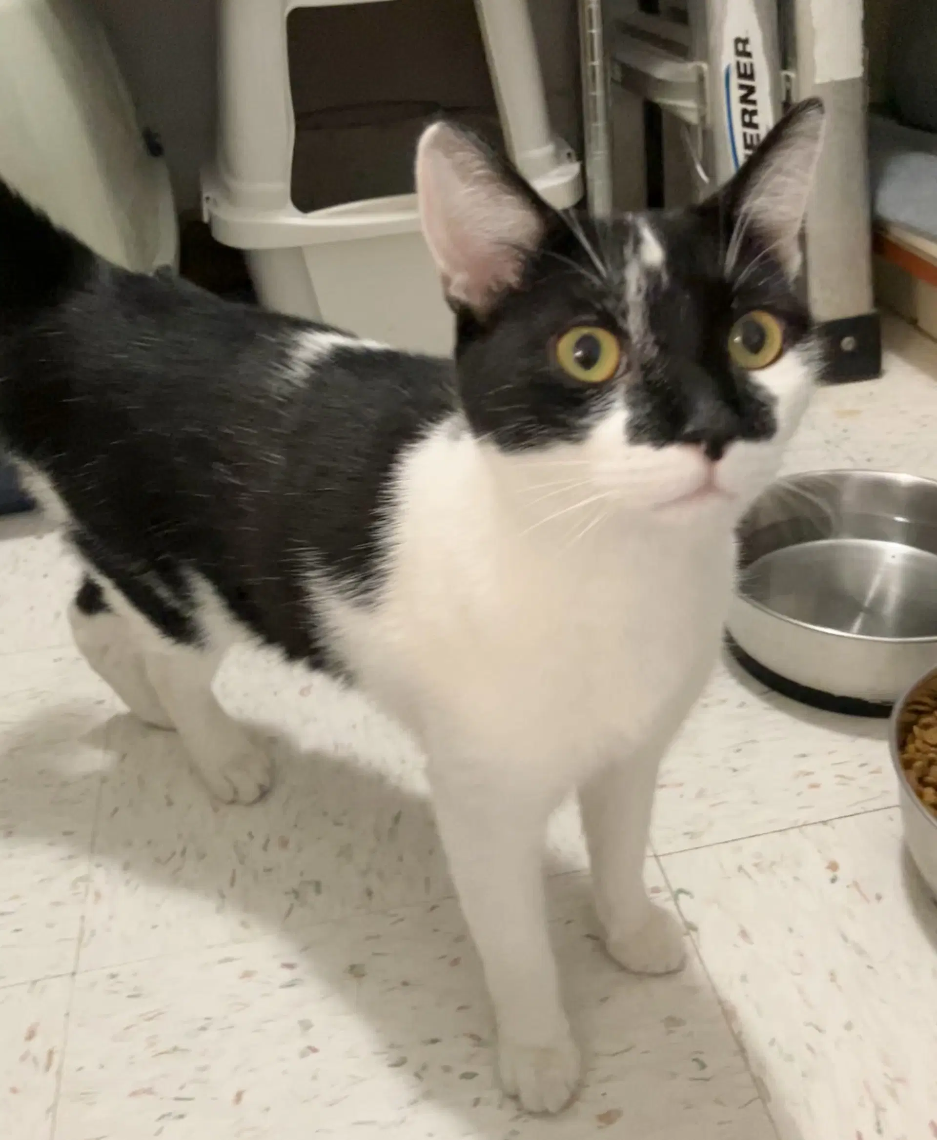 Tux image 2