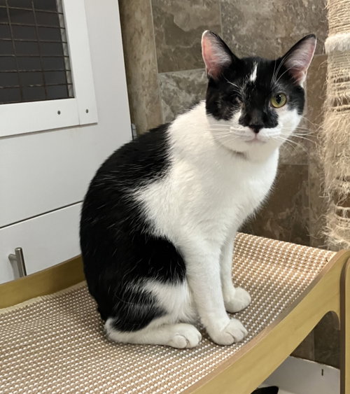 Tux, a cat for adoption from Colony Cats (& dogs)