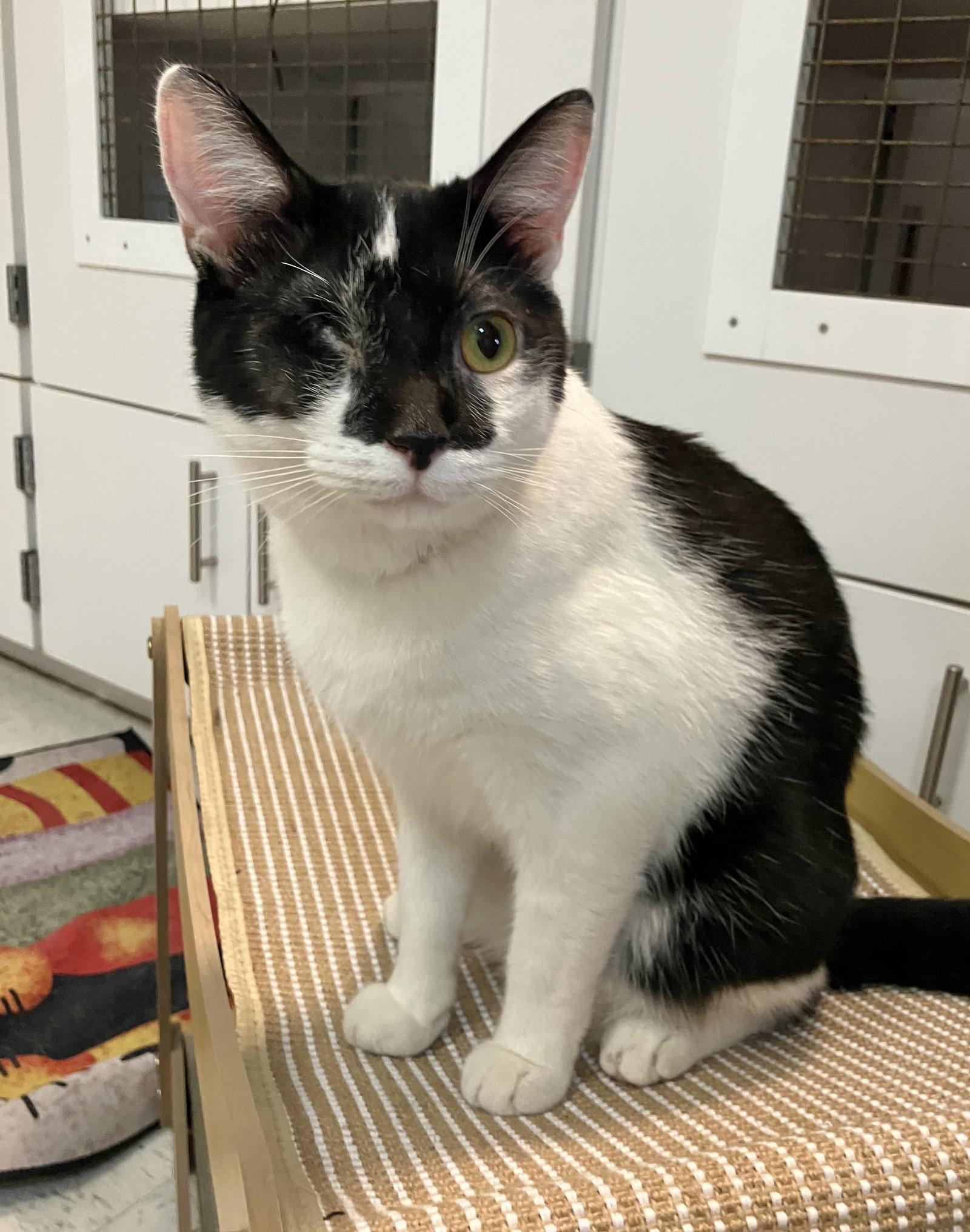 Tux, photo 4