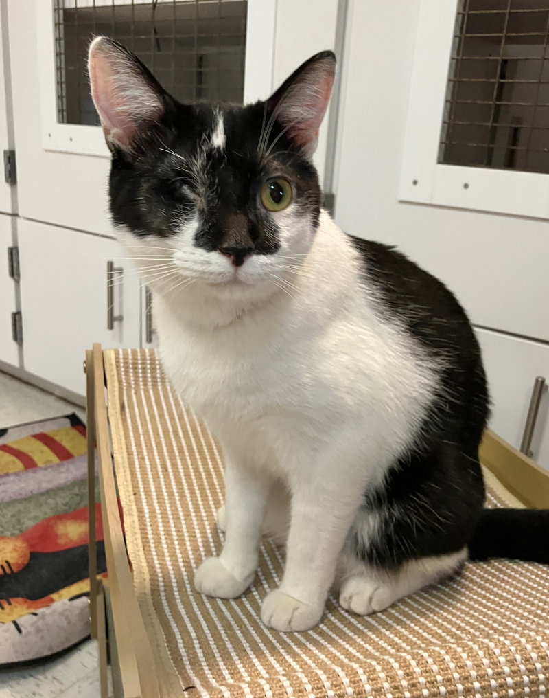 Tux, photo 4