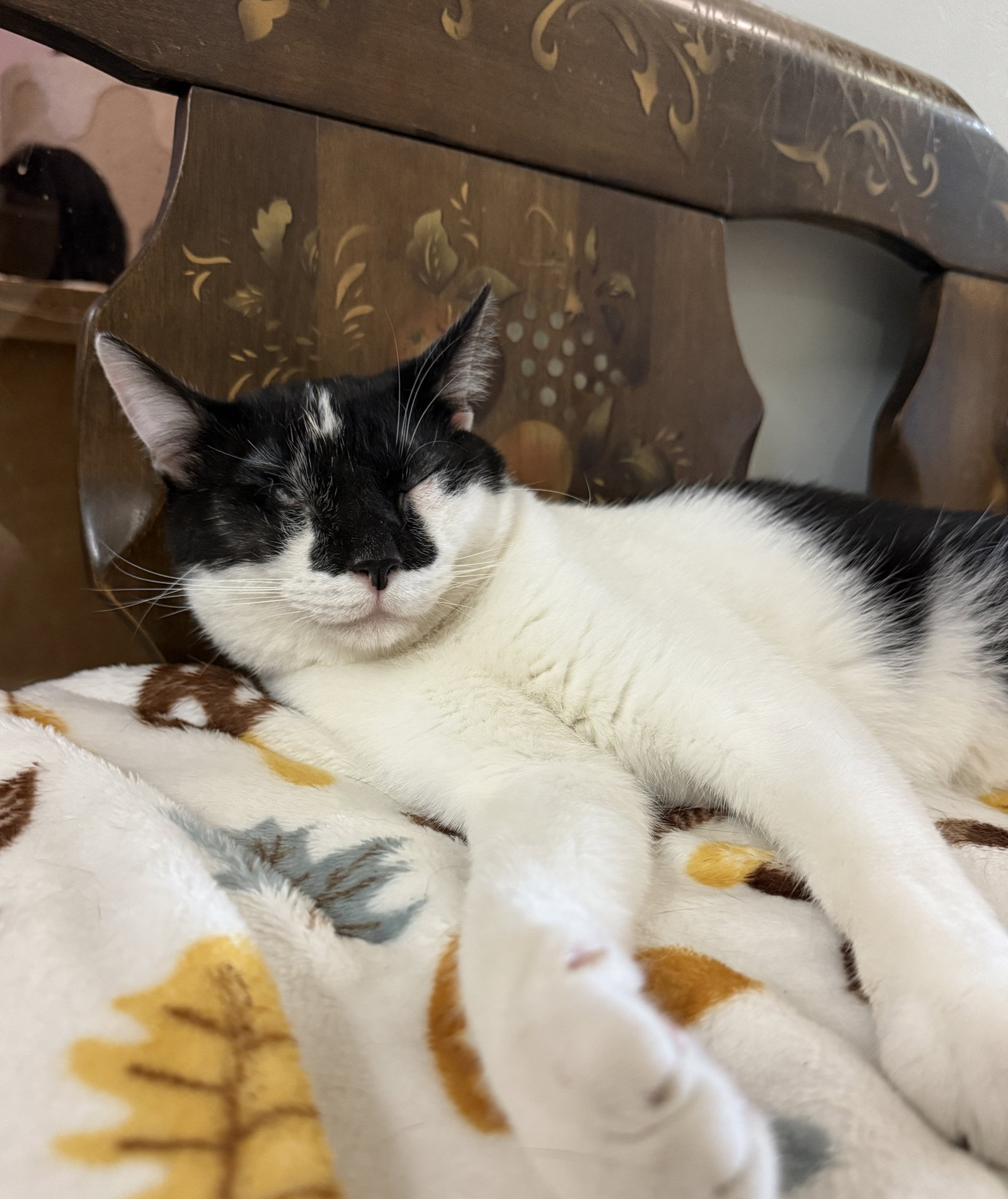 Tux, photo 3