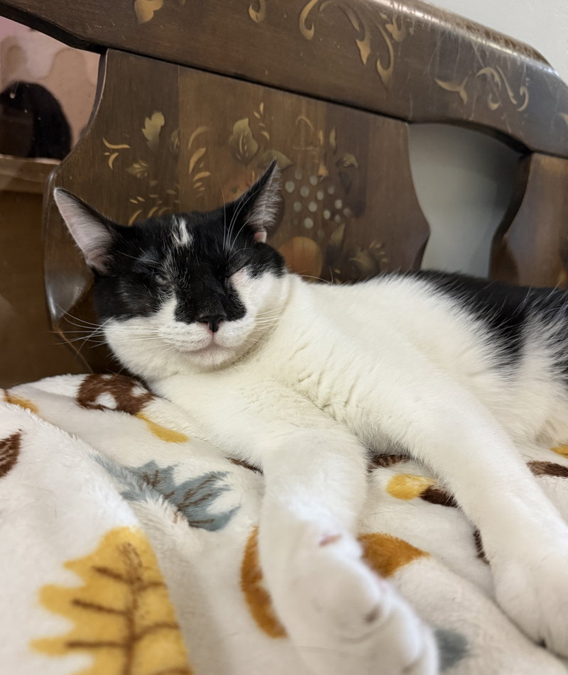 Tux, photo 3