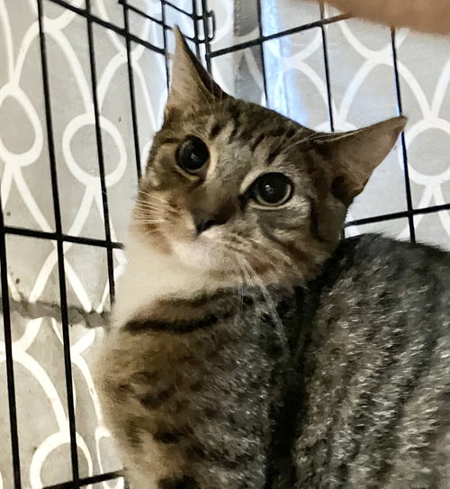 Vhager, a cat for adoption from Colony Cats (& dogs)