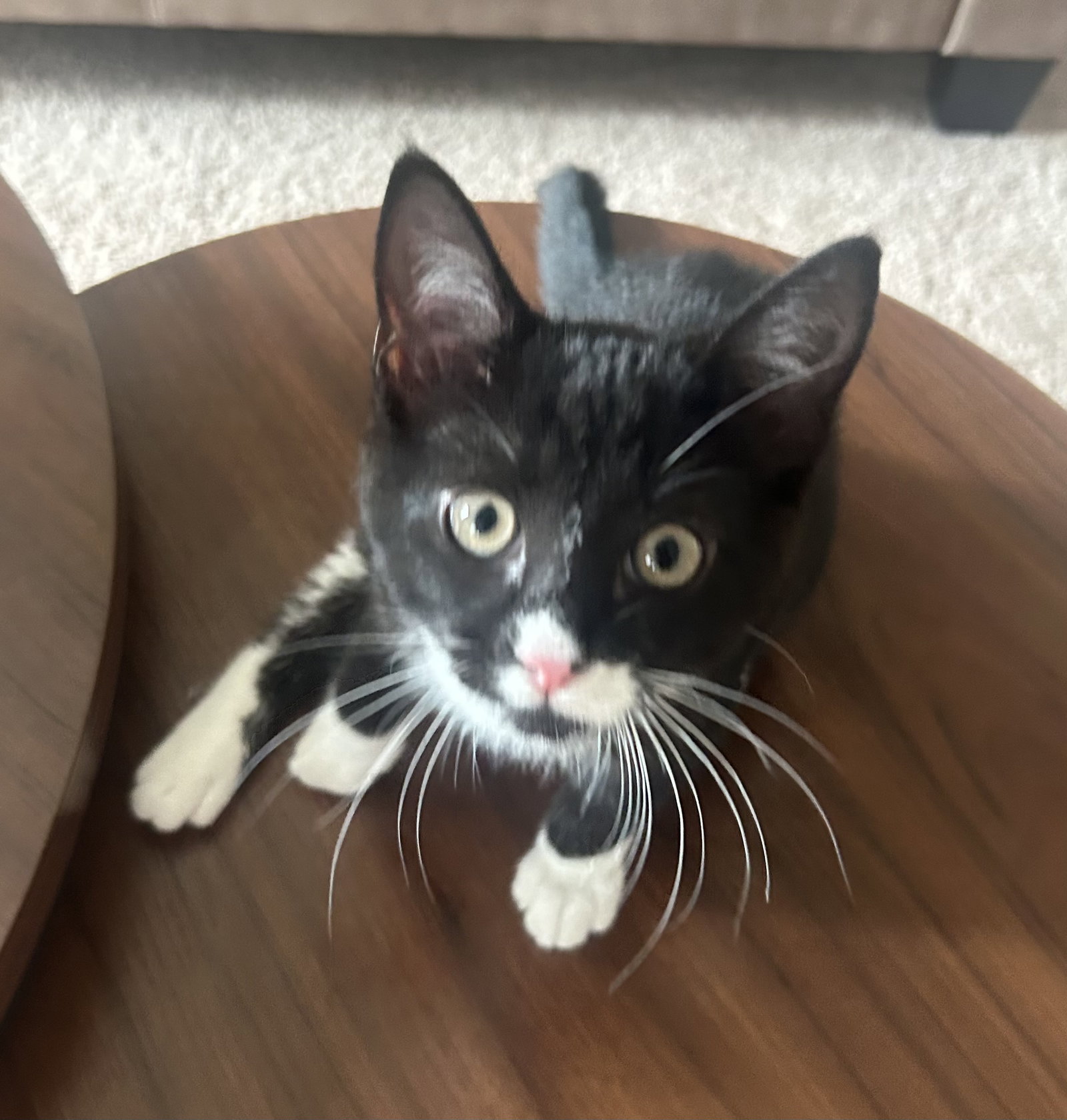 Mochi Image