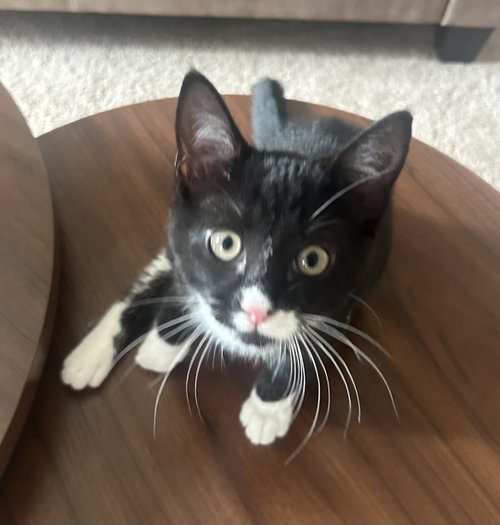 Mochi