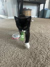 Mochi - Photo 2