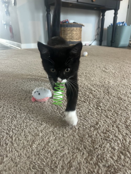 Mochi photo 2