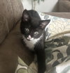 Mochi - Photo 3
