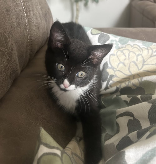 Mochi photo 3
