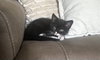 Mochi - Photo 4