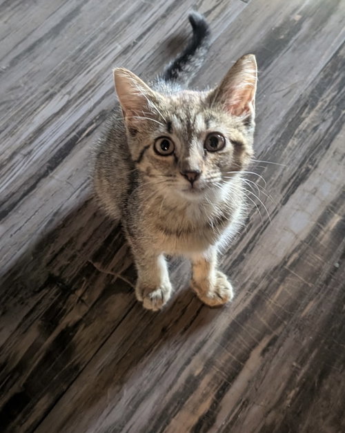 CINNAMON ROLL - Tabby / Domestic Short Hair available for adoption
