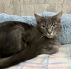 Long Grey - Photo 1