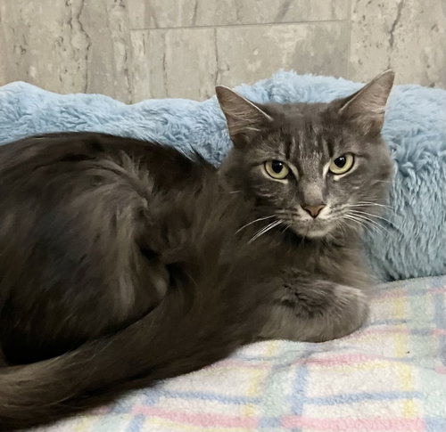 LONG GREY - Domestic Long Hair available for adoption