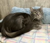 Long Grey - Photo 4