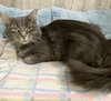 Long Grey - Photo 2