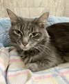 Long Grey - Photo 3