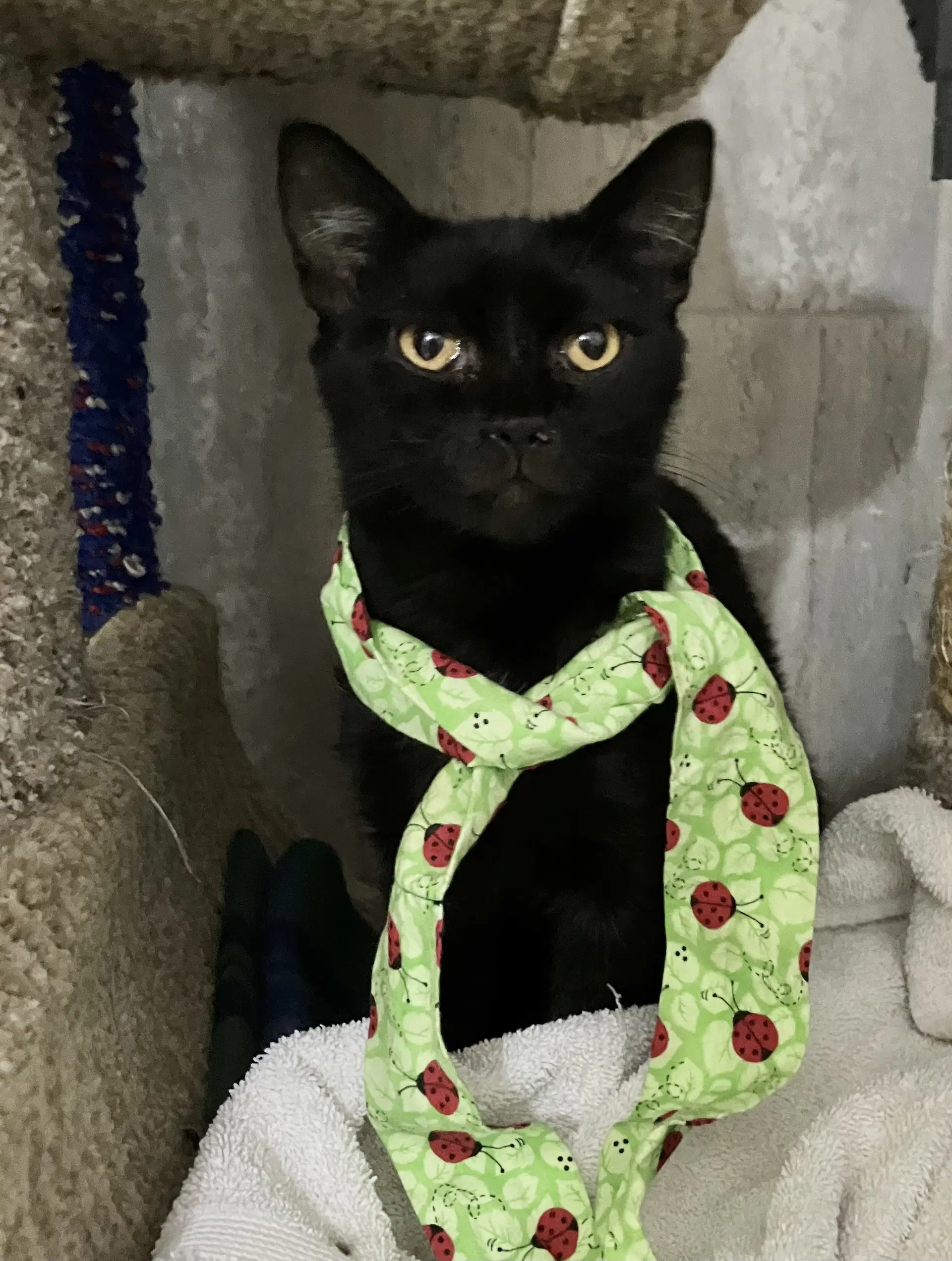 Zaza - Domestic Short Hair