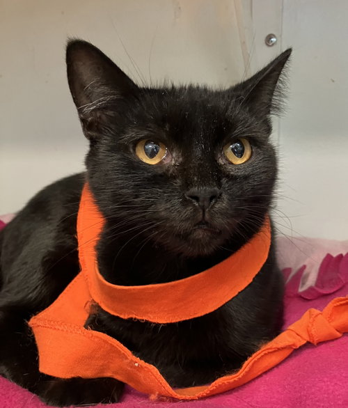 Zaza, a cat for adoption from Colony Cats (& dogs)