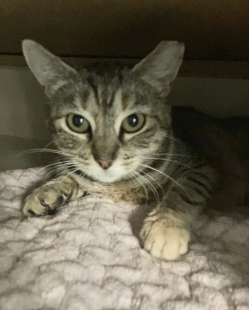 BETTY - Domestic Short Hair / Tabby available for adoption