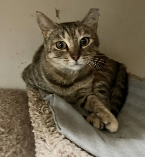 BETTY - Domestic Short Hair / Tabby available for adoption