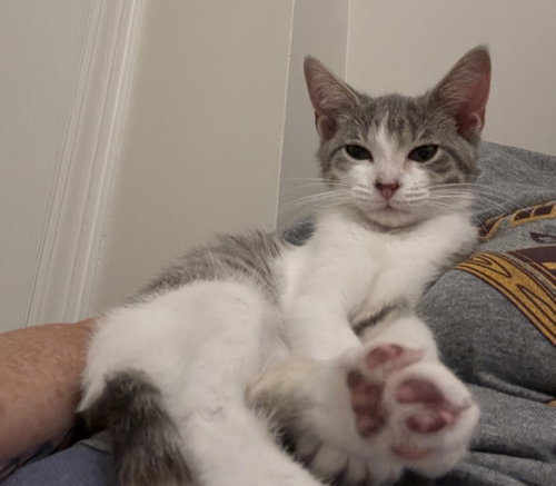 ELLA FITZGERALD - Domestic Short Hair available for adoption