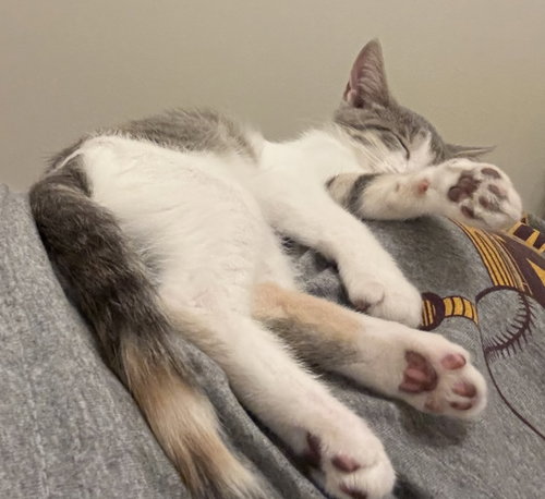 ELLA FITZGERALD - Domestic Short Hair available for adoption