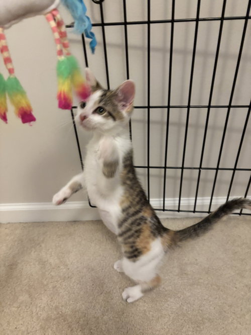ETTA JAMES - Domestic Short Hair / Calico available for adoption