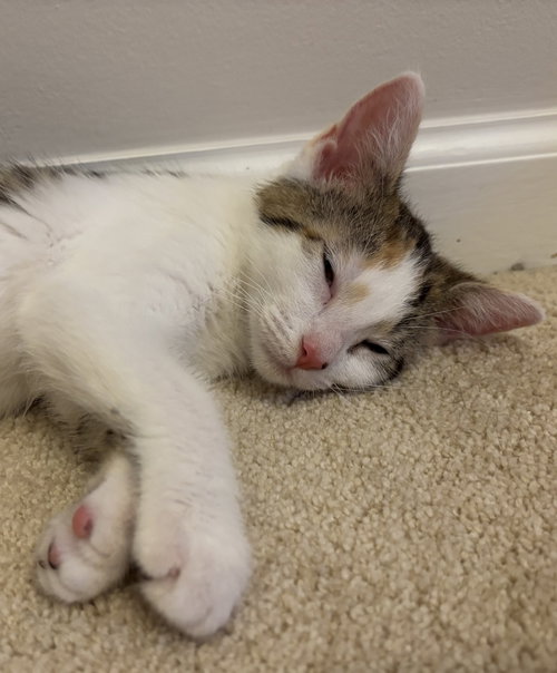 ETTA JAMES - Domestic Short Hair / Calico available for adoption