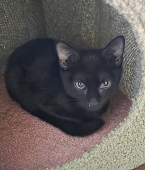 VASH - Domestic Short Hair available for adoption