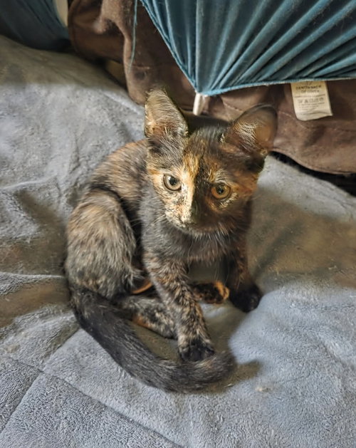 DAPHNE - Domestic Short Hair / Tortoiseshell available for adoption