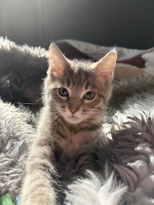 MUSTARD - Domestic Short Hair available for adoption
