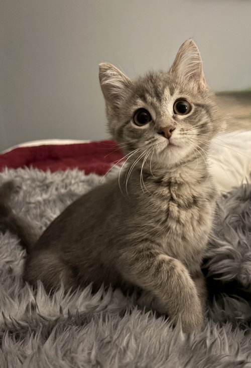HONEY - Domestic Short Hair available for adoption