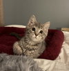 Honey - Photo 3