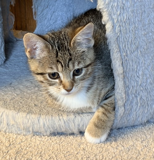 VIOLA - Domestic Short Hair / Tabby available for adoption