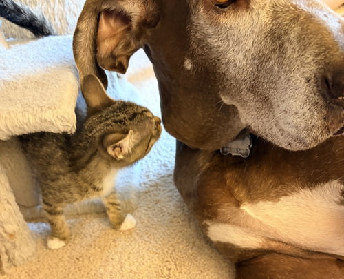 VIOLA - Domestic Short Hair / Tabby available for adoption