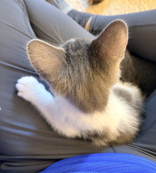 ORSINO - Domestic Short Hair / Tabby available for adoption