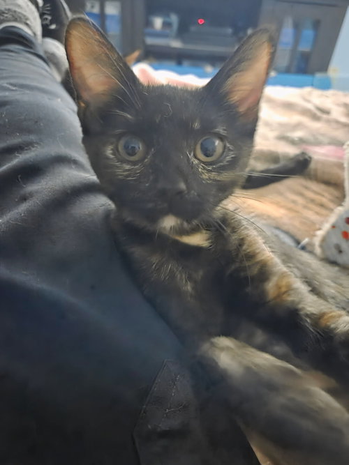 PUMPKIN - Domestic Short Hair / Tortoiseshell available for adoption
